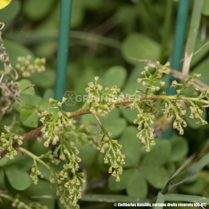 Pistachier de l'Atlas, Pistacia atlantica image